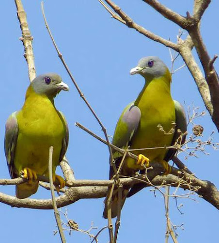 Treron phoenicopterus