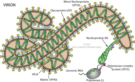 Marburg Hemorrhagic Fever Infection Landscapes