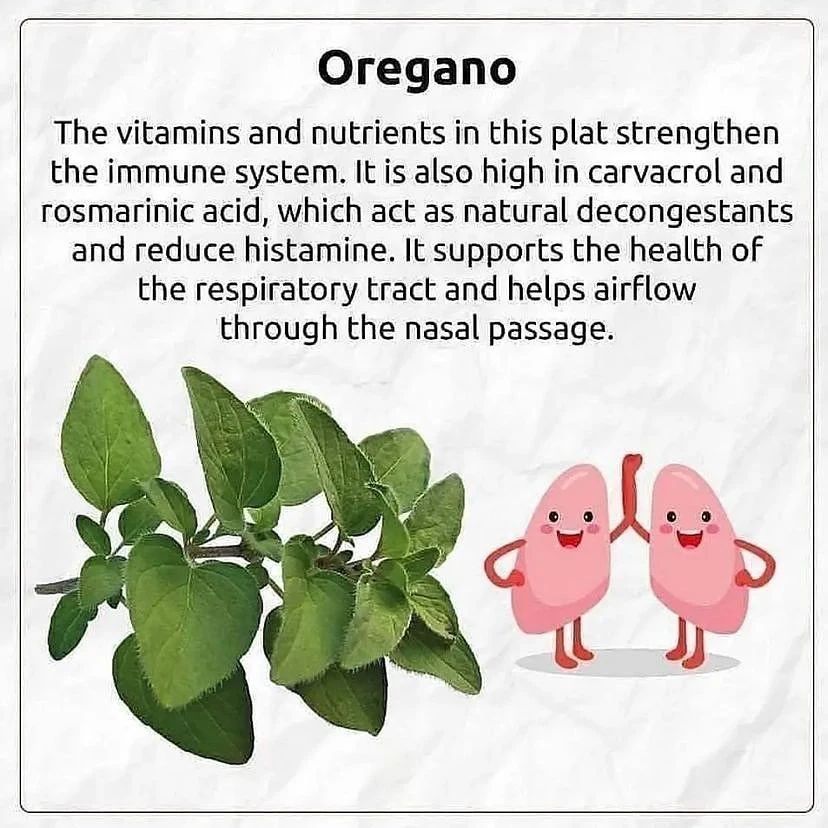 Oregano is one of the Most Powerful Medicinal Plants and Herbs, Backed by Science