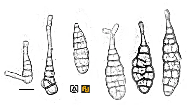 Alternaria solani