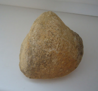  Fossil Sea Shell