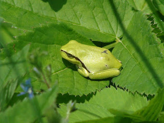 Hyla arborea DSC52873