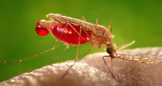 Gene editing swats at mosquitoes