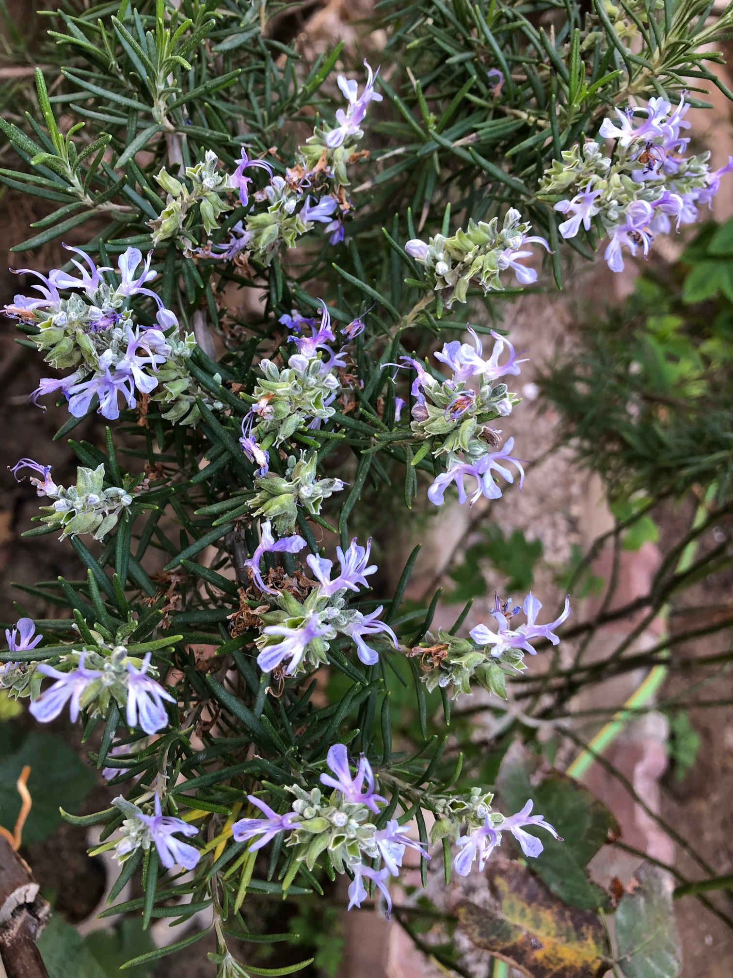 The flowers appear in winter or spring. They are tiny, two-lipped, and grow in a cluster of five to seven blossoms each from a pair of short, opposite spikes that alternate along the sides of the stalk. Two seeds are borne in each flower.