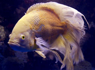 Ikan Astronotus