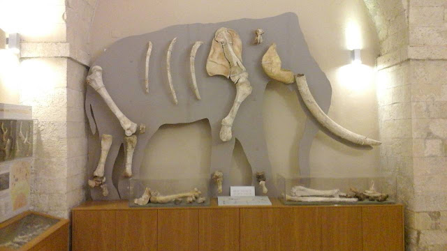 Όταν νάνοι ελέφαντες και ιπποπόταμοι ζούσαν στην Κρήτη: «Μένουμε σπίτι» από το Μουσείο Γουλανδρή Φυσικής Ιστορίας