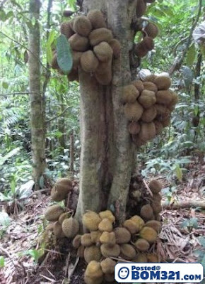 Pokok Durian Yang Aneh