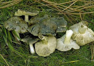 Tricholoma portentosum - Capuchina, tortullo