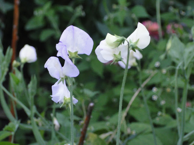 sweet pea blooms at The Camellia