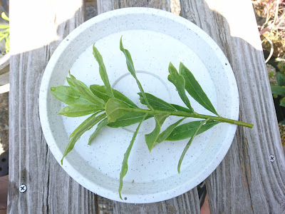 水揚げ