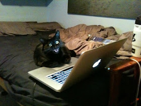 cat and laptop, funny cat photos