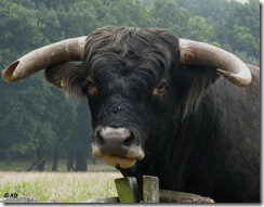 Spaans rund Planken Wambuis