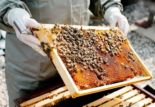 Apiculture or Beekeeping explain