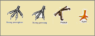 adaptasi burung pada bentuk kaki