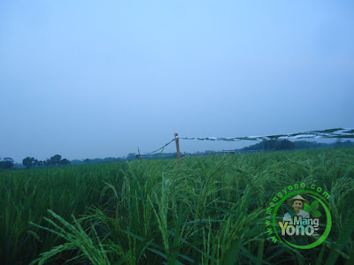 FOTO 4 : Pita plastik pengusir burung pipit 