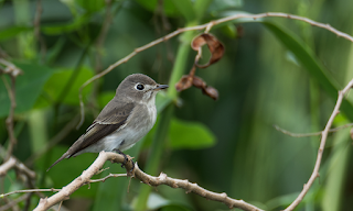 Asian Brown Flycatcher