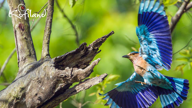 Birding in Idukki