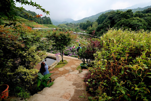 大梯田花卉生態農園 繡球花