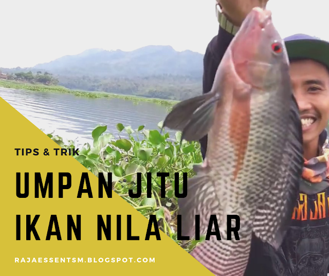 Resep Umpan Ikan Nila Liar Paling Jitu dan Mudah