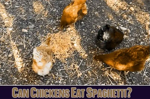 Can Chickens Eat Spaghetti