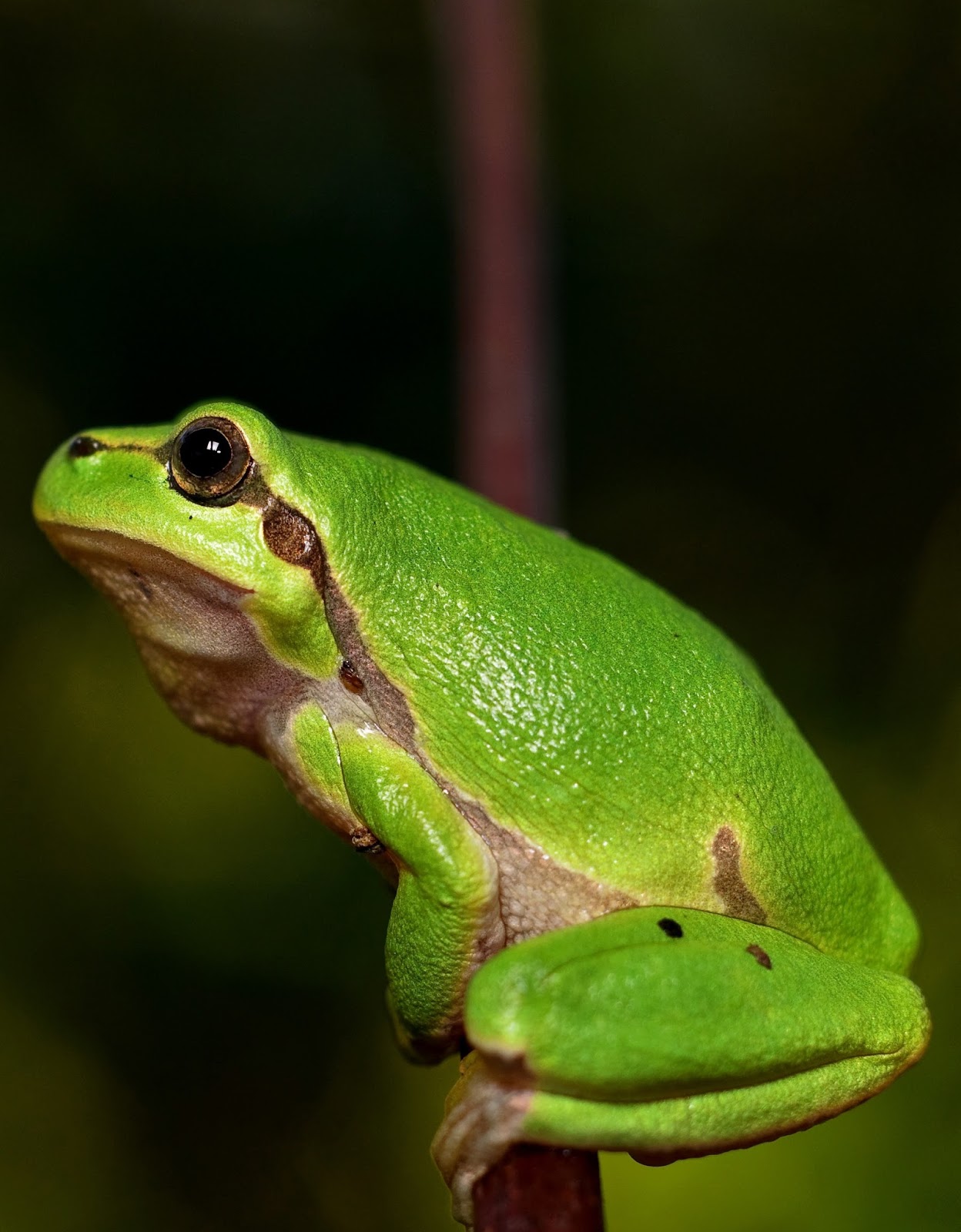 Picture-mediterranean tree frog.