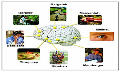 anatomi fisiologi sistem saraf