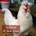 Sultan Chickens: A Rare Breed