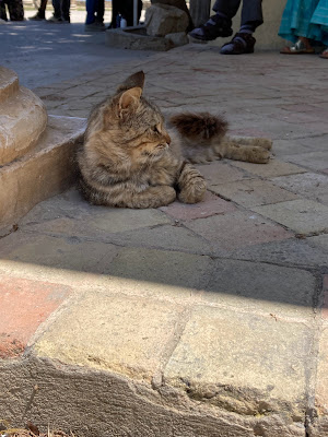チュニジアの猫