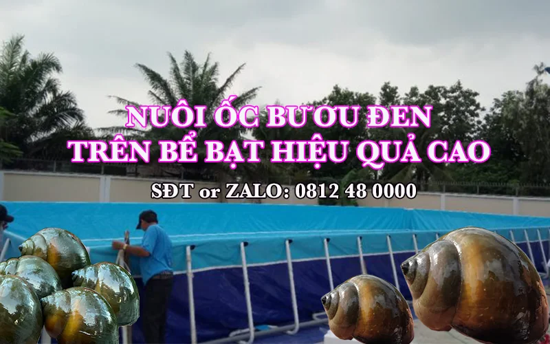 Kỹ thuật nuôi ốc bươu đen bể bạt