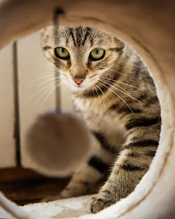 gato curioso mirando a través del túnel de su rascador