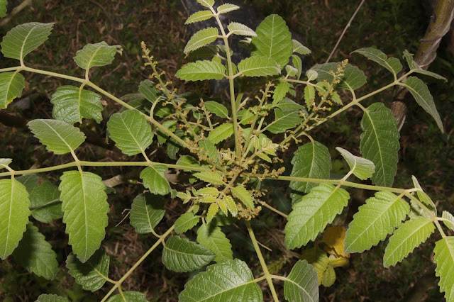 Бруцея яванская / Сумах яванский (Brucea javanica, =Rhus javanica)