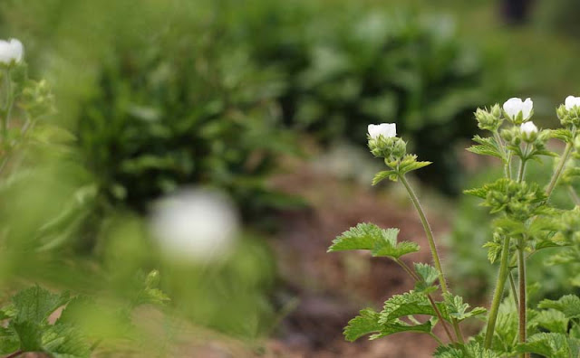 Potentilla Rupestris