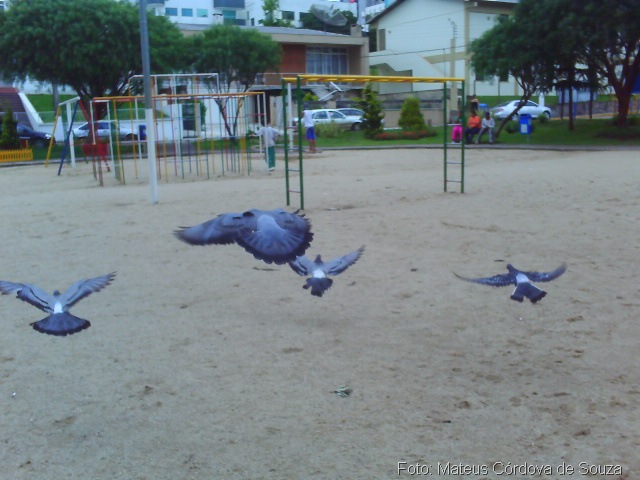 O vôo dos pássaros
