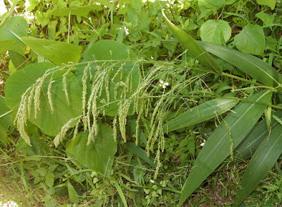 棕葉狗尾草的花序