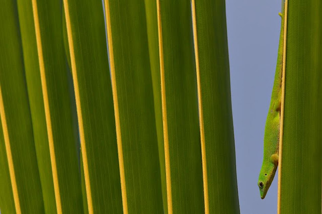 Colourful Lizard