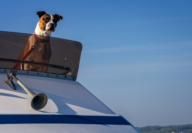 Photo of Ruby on look-out duty on the flybridge