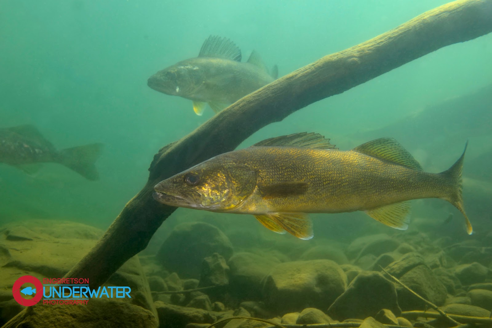 Engbretson Underwater Photography: Where to Find Walleyes-Secret Locations  That Are Often Overlooked