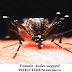 Dengue Fever, Dengue Disease, Symptoms of Dengue, Precautions to Avoid Dengue, Cure of Dengue.