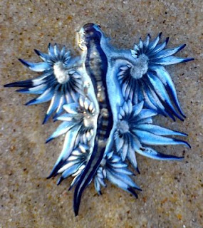 Beautiful Blue Dragon Seaslug