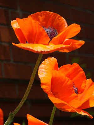For Remembrance Day poppies and a poem Posted by Lene Andersen at 1111 AM
