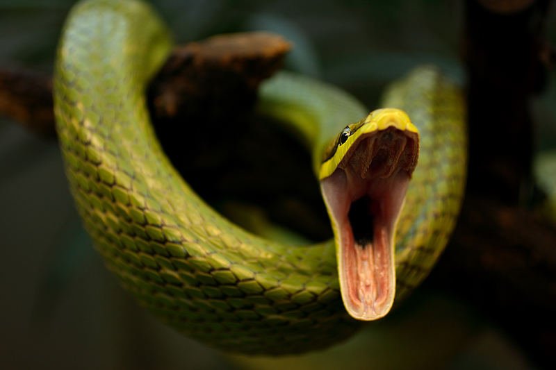 HD Snake Wallpapers