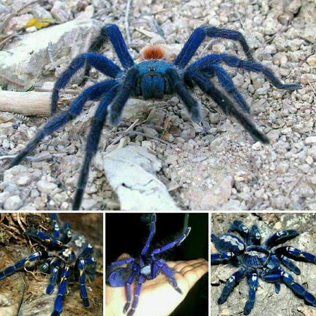   الحشرات المهددة بالإنقراض بشدة : العنكبوت الأزرق .......  