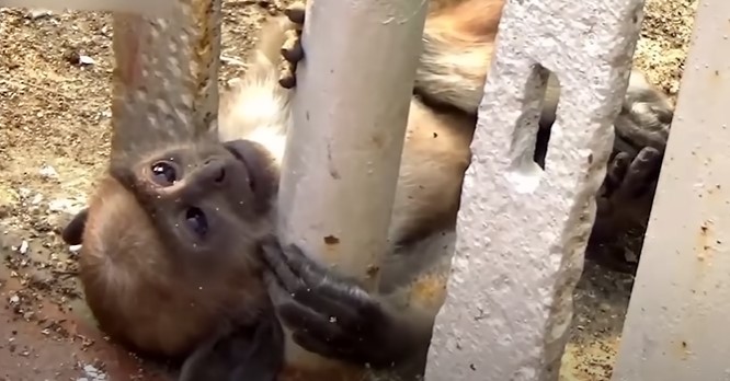 Little monkey is crying for help - Photo from video