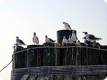 ferry-2