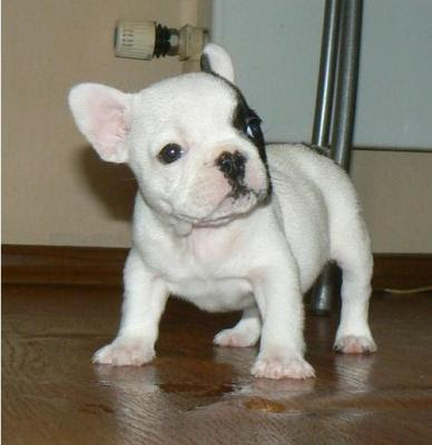 French bulldog puppies