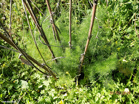 Μάραθος-Foeniculum vulgare