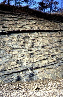 Uiseong Fossilized dinosaurs footprint of Jeo ri 01,