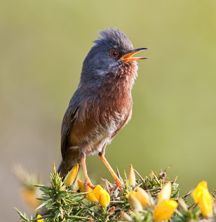 download suara burung warbler