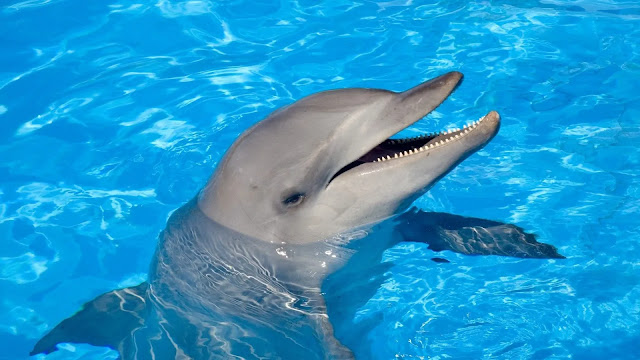 Dolphin