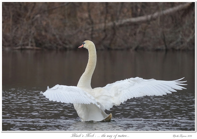 Black's Nook: ... the way of nature...